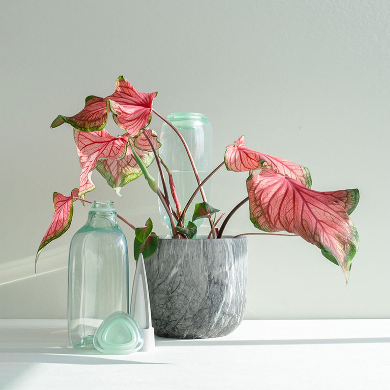 Cowbell Self-Watering Plant Care Kit