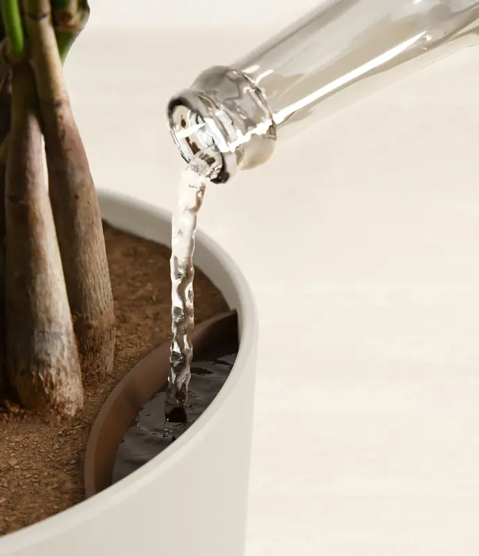 Large Money Tree in Self Watering Ceramic Potter