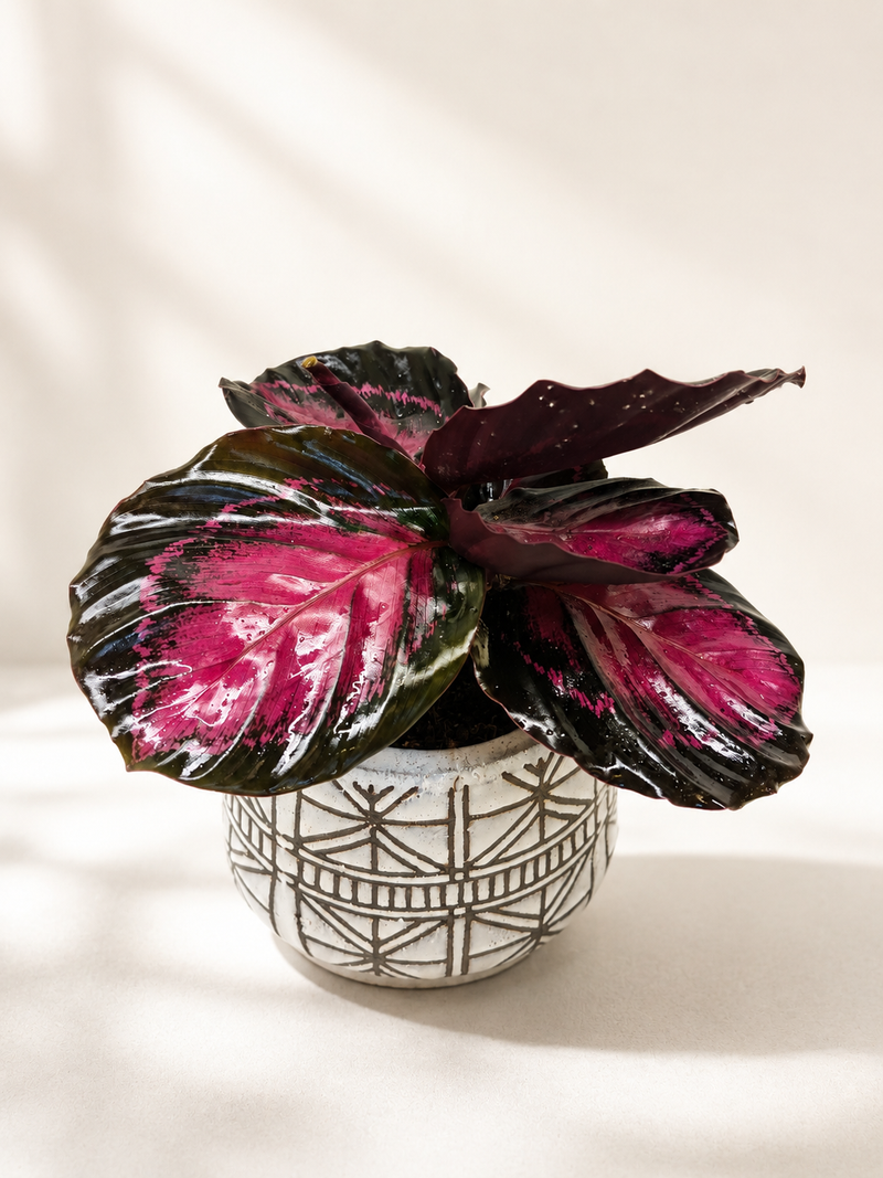The Callie Plant