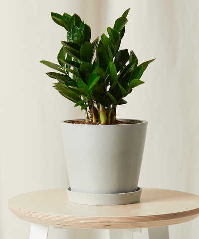 ZZ Plant