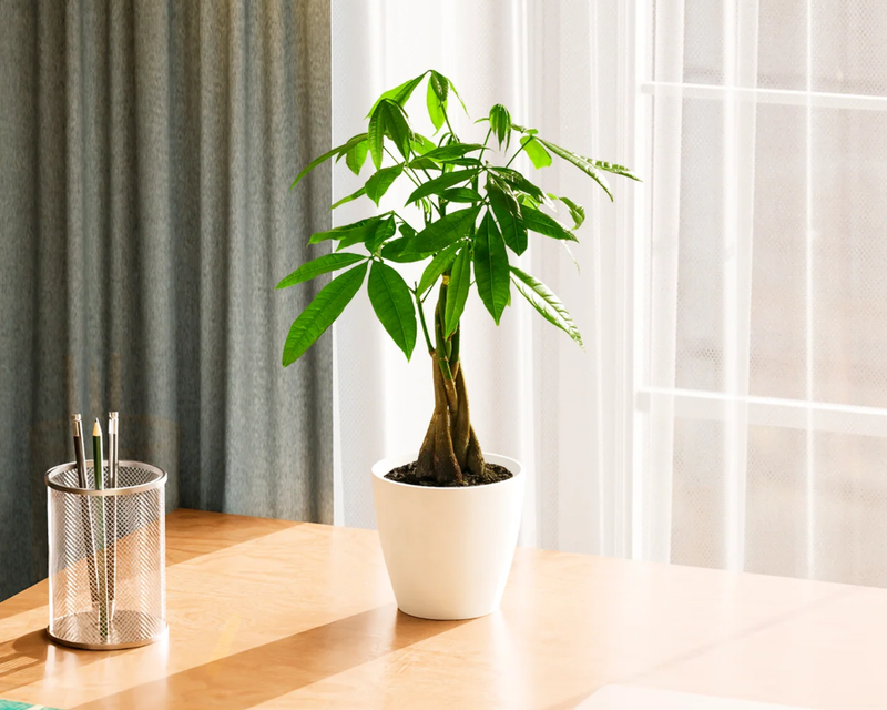 Small Money Tree Plant with Eco Pot