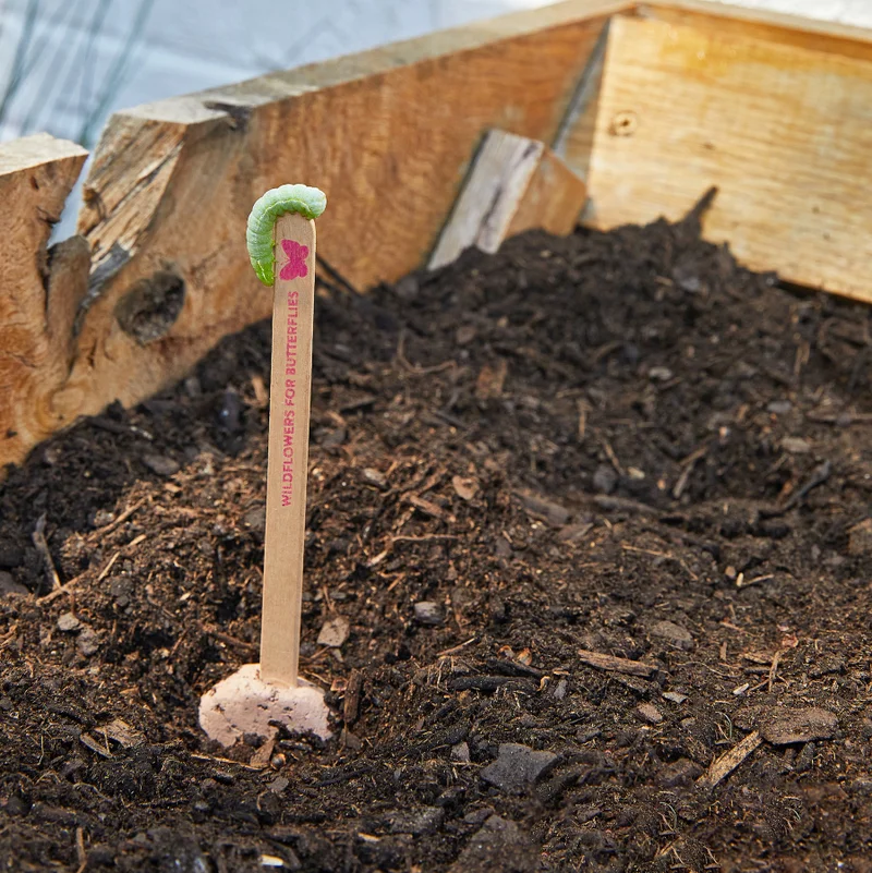 Seed Lollipop 3 Pack