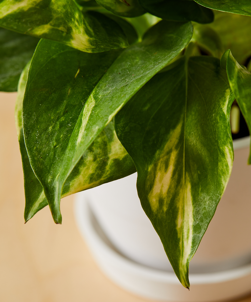 Golden Pothos