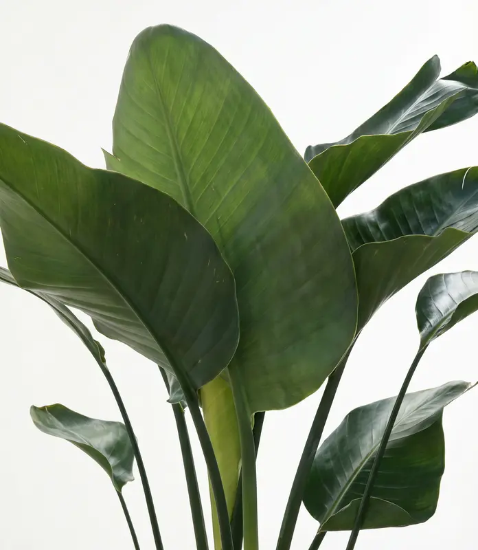 Huge Bird of Paradise in Self Watering Ceramic Potter