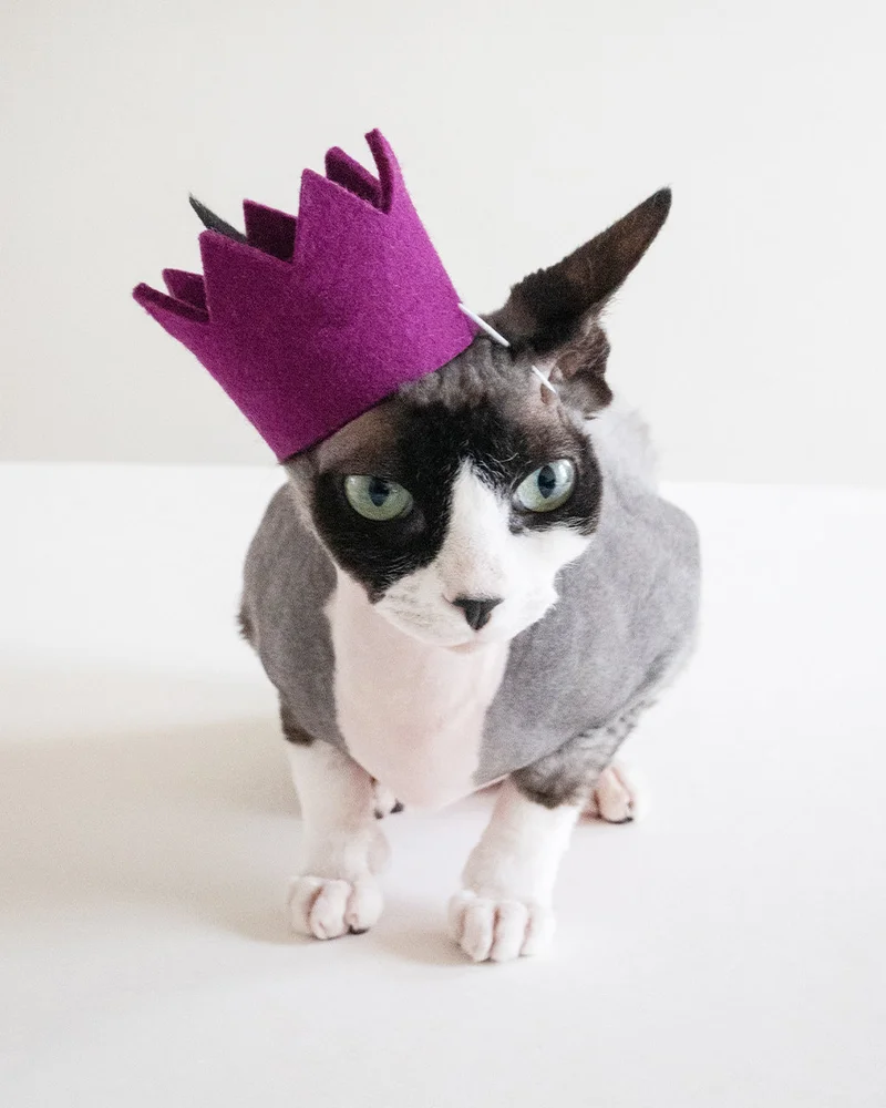 Party Beast Crown