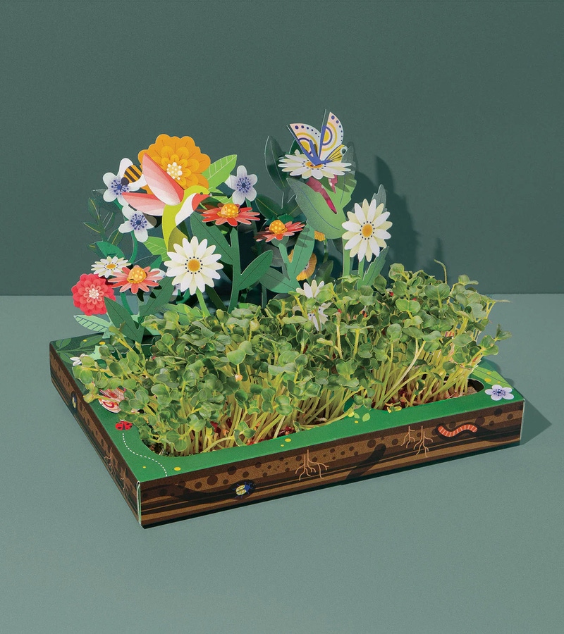 Pop Up Microgreens Kit