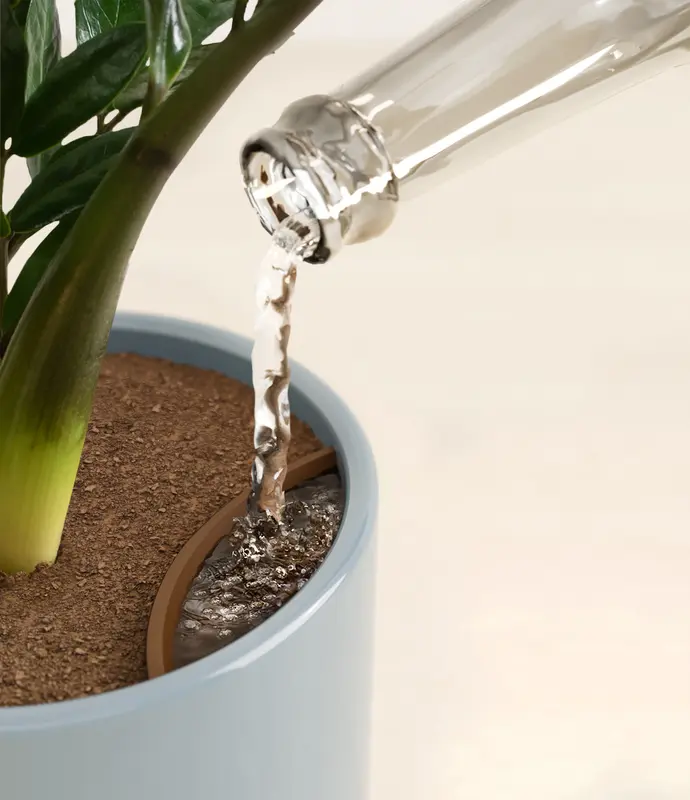 Small ZZ Plant in Self Watering Ceramic Potter