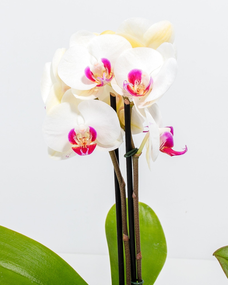 Moth Orchid Bundle
