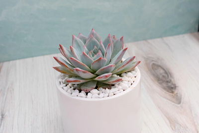 Single Succulent in Potter