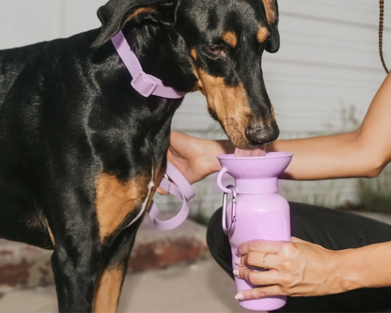 Classic Dog Travel Bottle, 22oz
