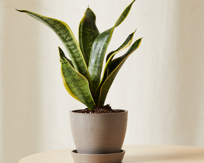 Snake Plant