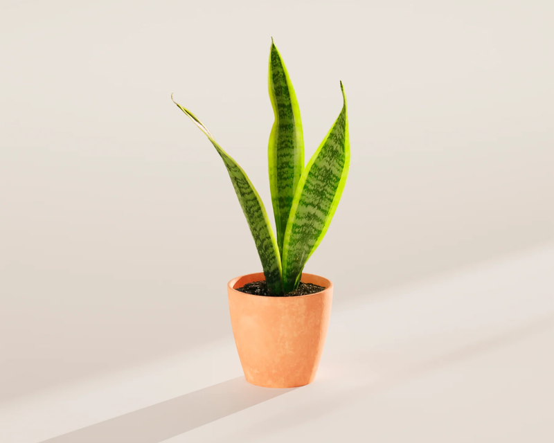 Small Snake Plant with Eco Pot