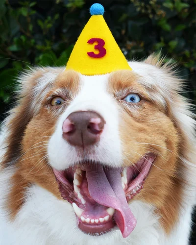 Pawty Hat