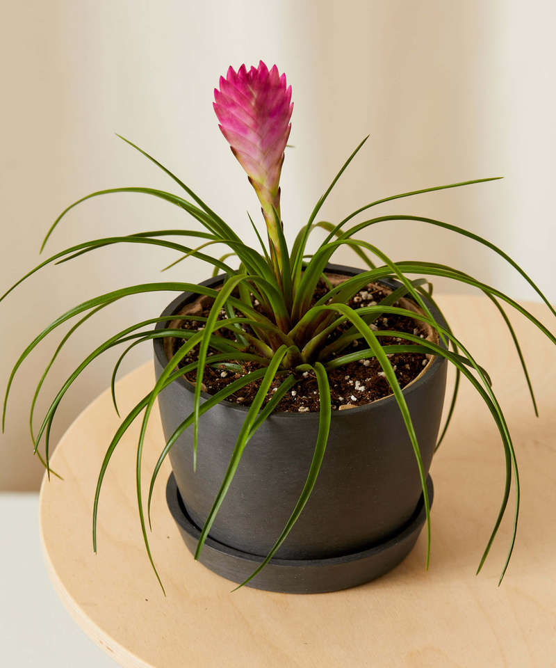 Bromeliad Summer
