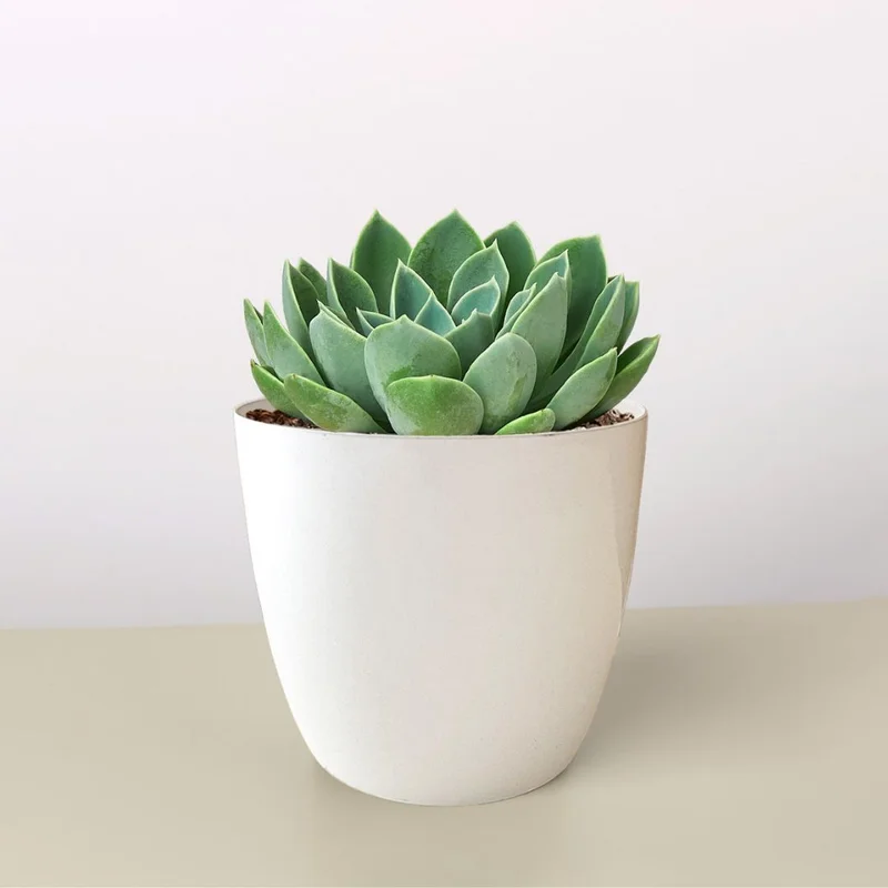 The Alexandra Succulent 