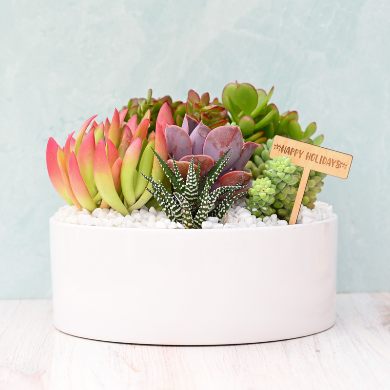 Holiday Mariposa Succulent Garden