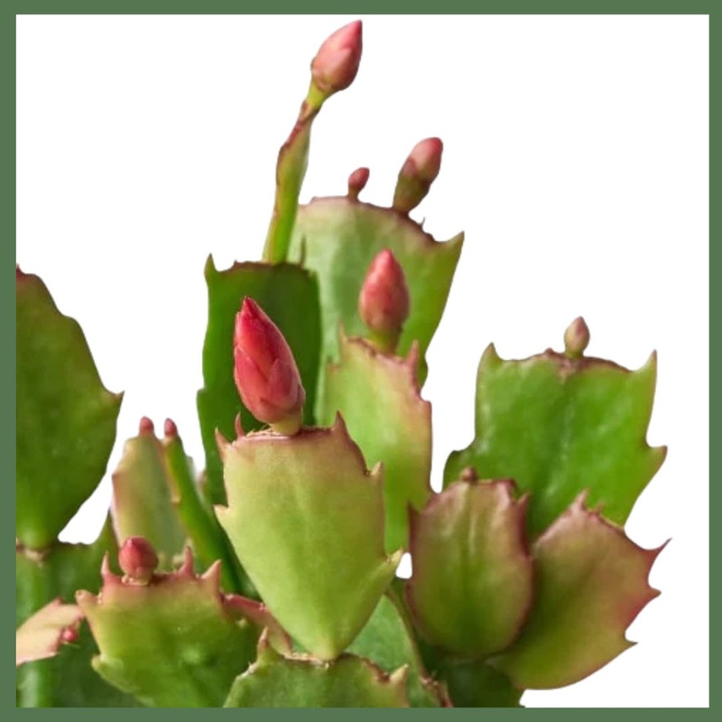 Christmas Cactus