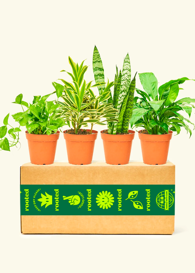 Breath of Fresh Air Box, Small Plants 