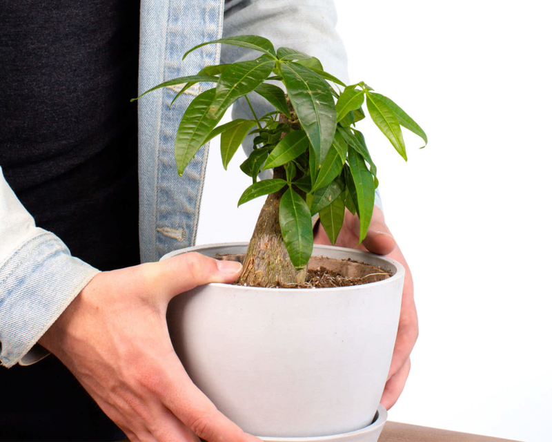 Mini Money Tree