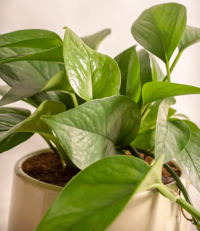 Small Jade Pothos in Self Watering Ceramic Potter