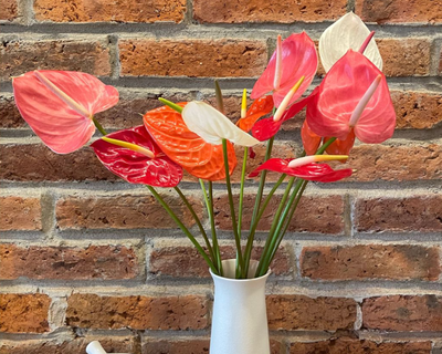 Anthurium Mix