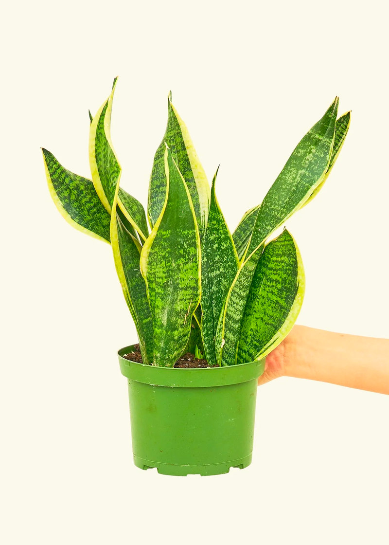 Snake Plant, Medium