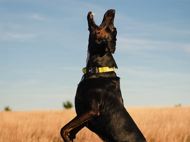 Series 3 Smart Dog Collar and 1 Year Fi Subscription