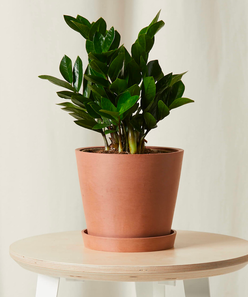 Bloomscape potted ZZ plant - Grandparents Day gift 2026 - $69
