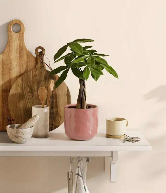 Small Money Tree in Self Watering Ceramic Potter