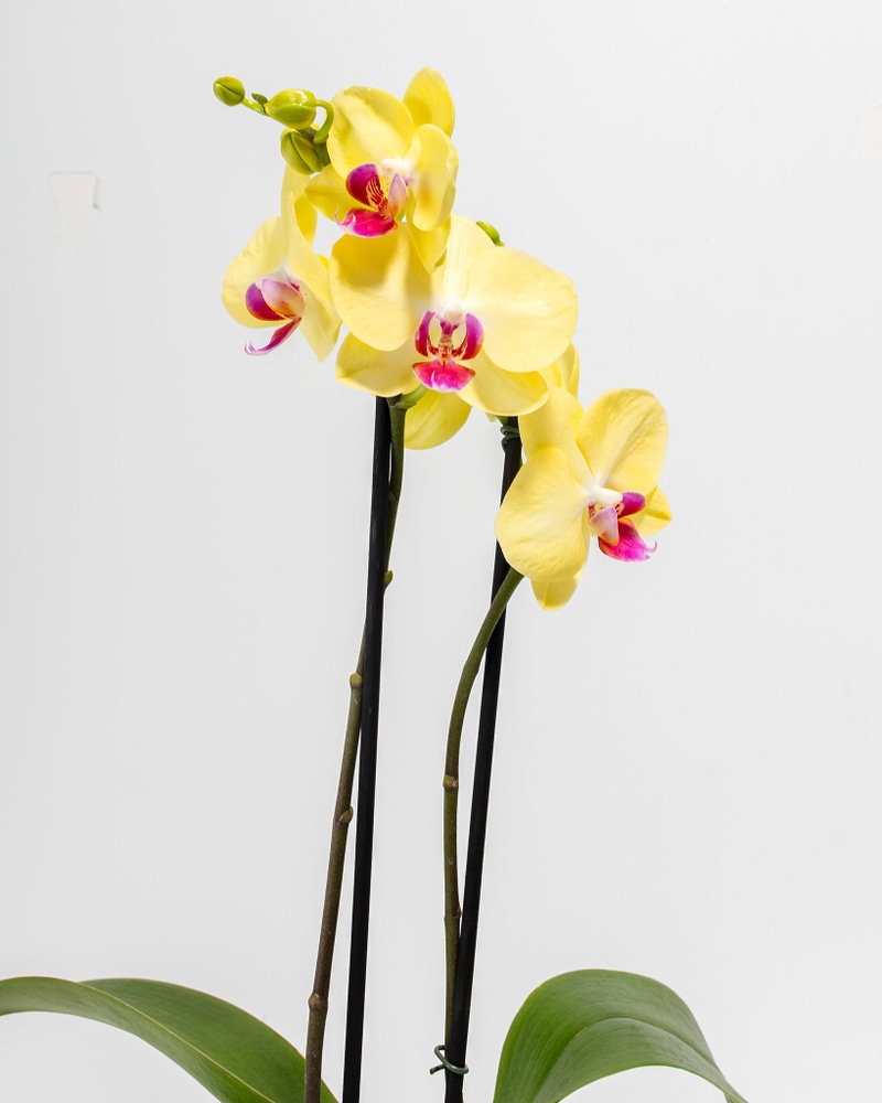 Yellow Phalaenopsis Orchid Miraflore