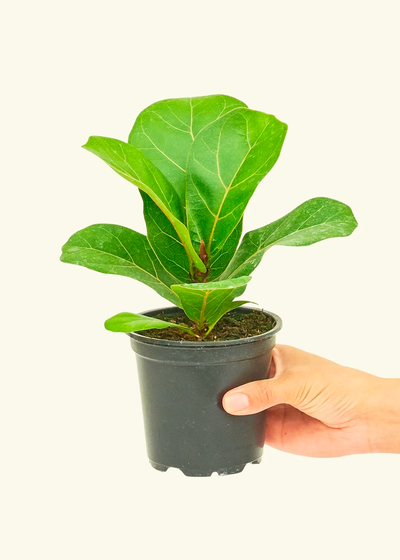 Fiddle Leaf Fig, Small