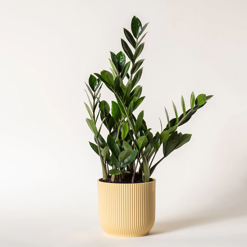ZZ Plant with Potter