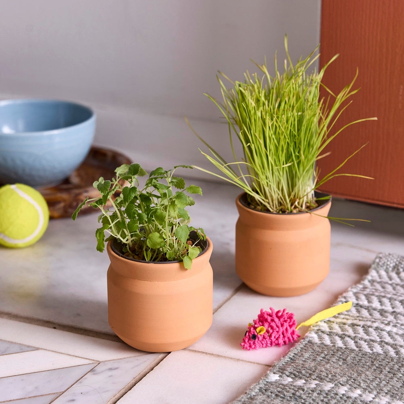 Pet Tiny Terracotta Grow Kit