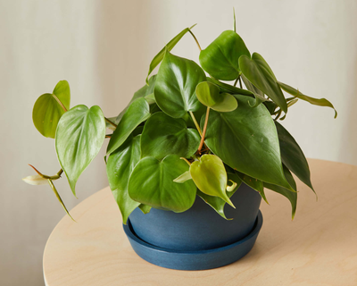 Philodendron Heartleaf