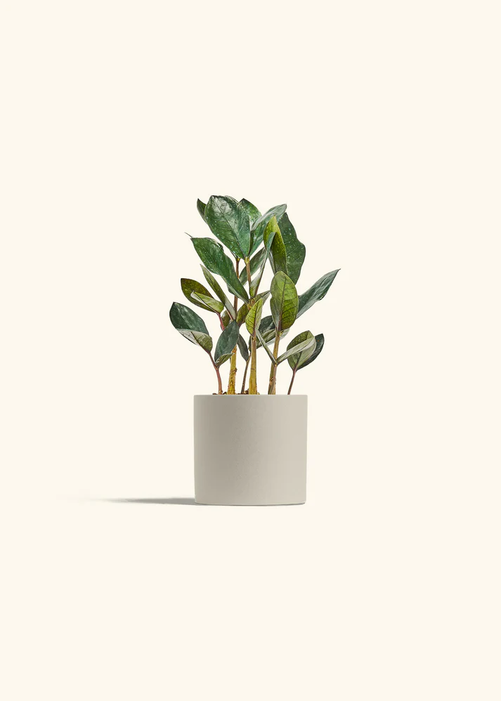 Black ZZ Plant with Classic Planter