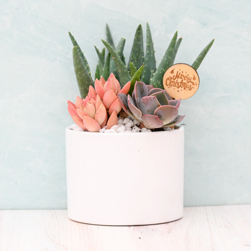 Holiday Succulent Garden