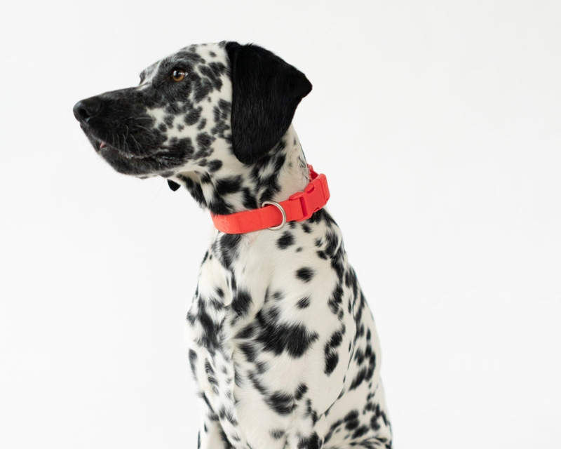 Extra Large Dog Collar