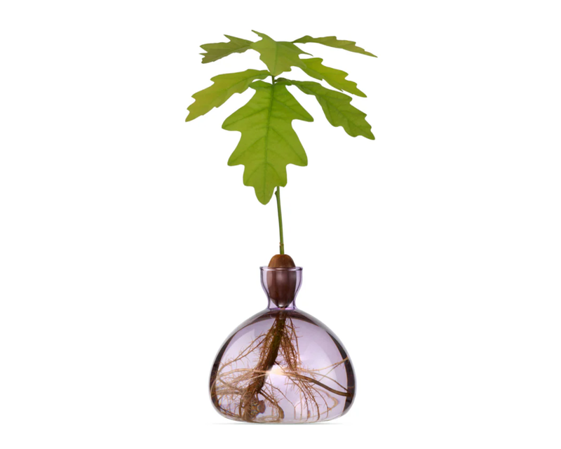 Acorn Vase with Acorn