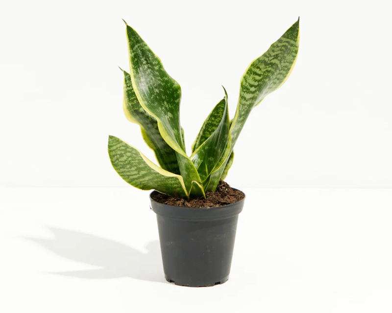 Snake Plant, Small