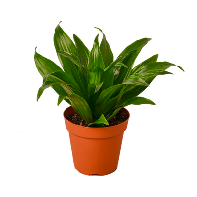 Dracaena Dragon Tree Plant 