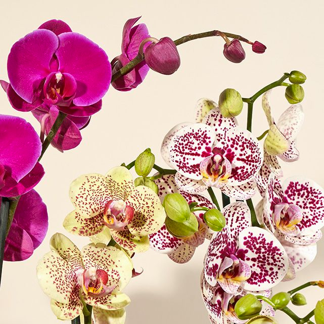 The Bouqs farmer's choice potted orchid - mother-in-law gift 2026 - $74