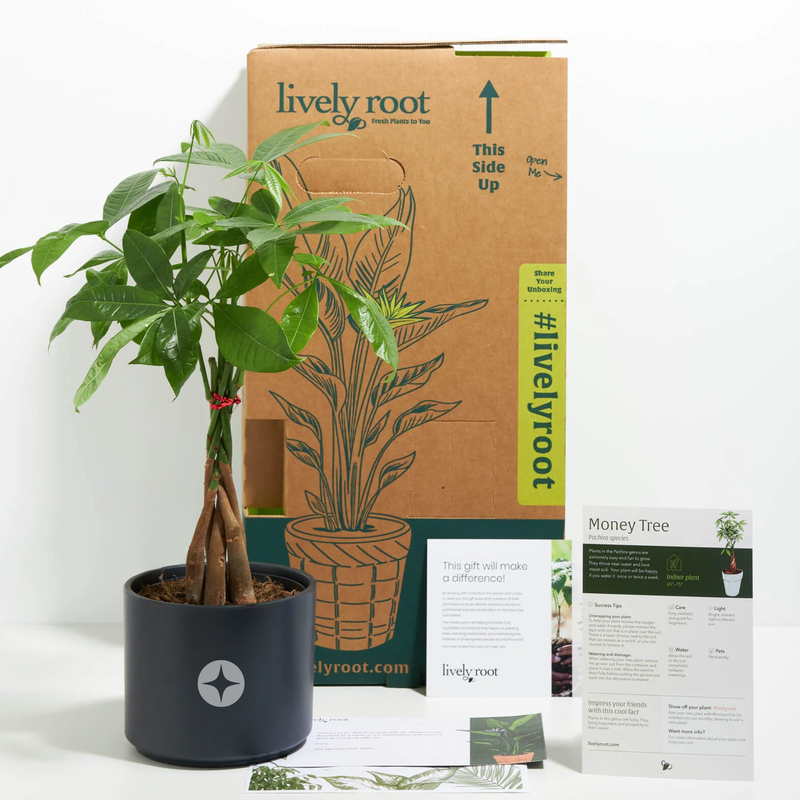 Branded Lively Root Small Money Tree Plant Kit