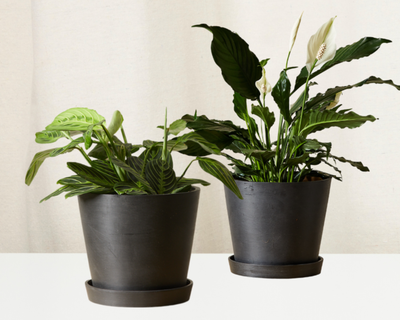 Gratitude Plant Bundle