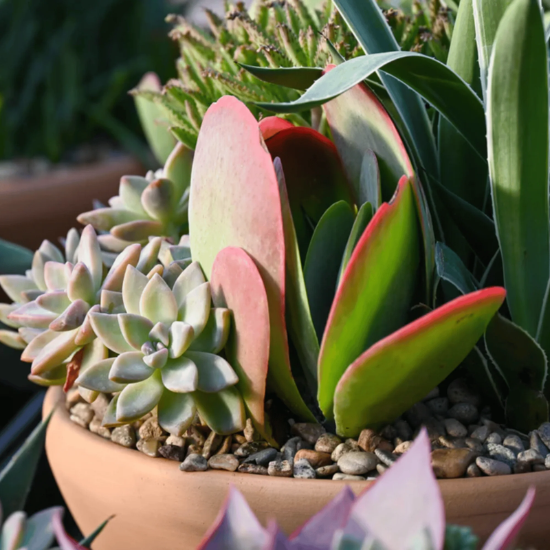 Holiday Terracotta Succulent Garden