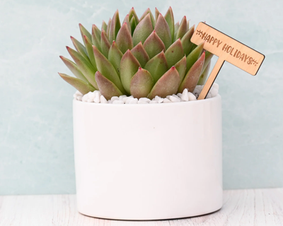 Holiday Succulent Gift