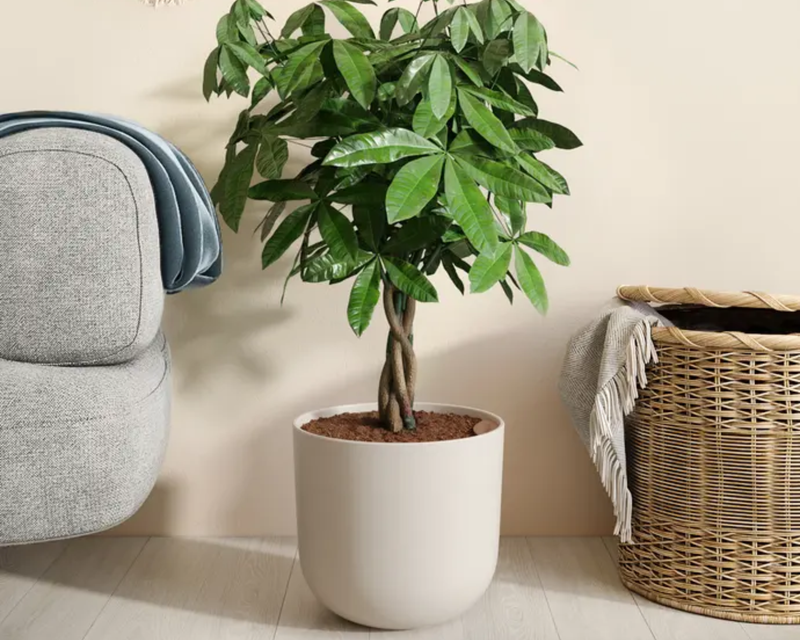 Large Money Tree in Self Watering Ceramic Potter