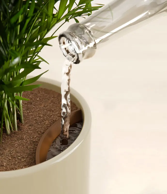 Small Parlor Palm in Self Watering Ceramic Potter