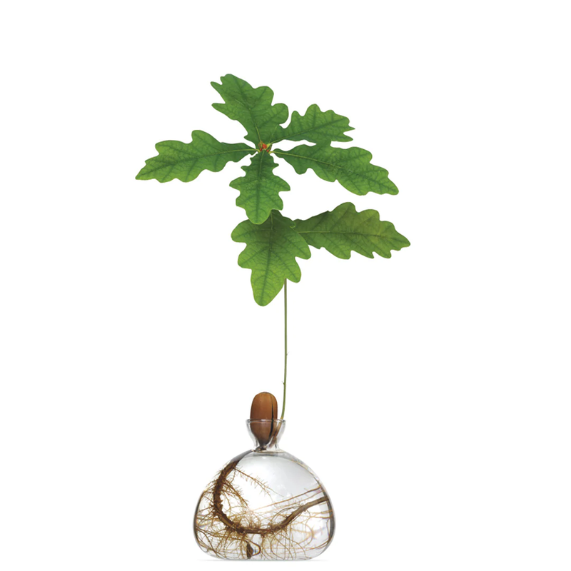 Acorn Vase with Acorn