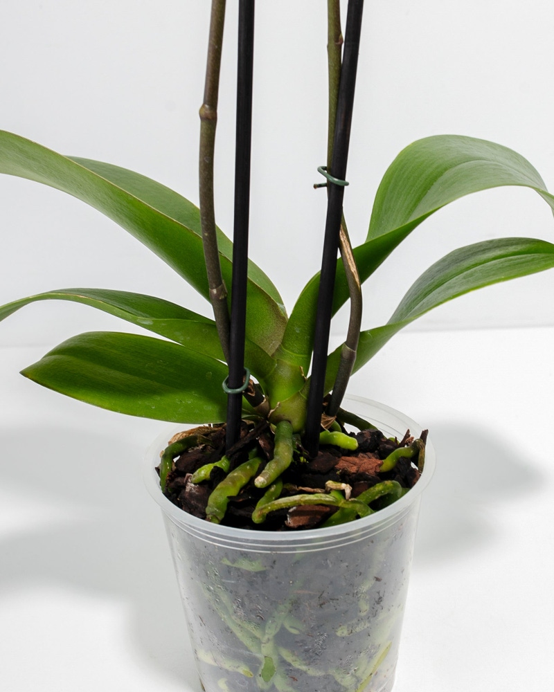 Yellow Phalaenopsis Orchid Miraflore