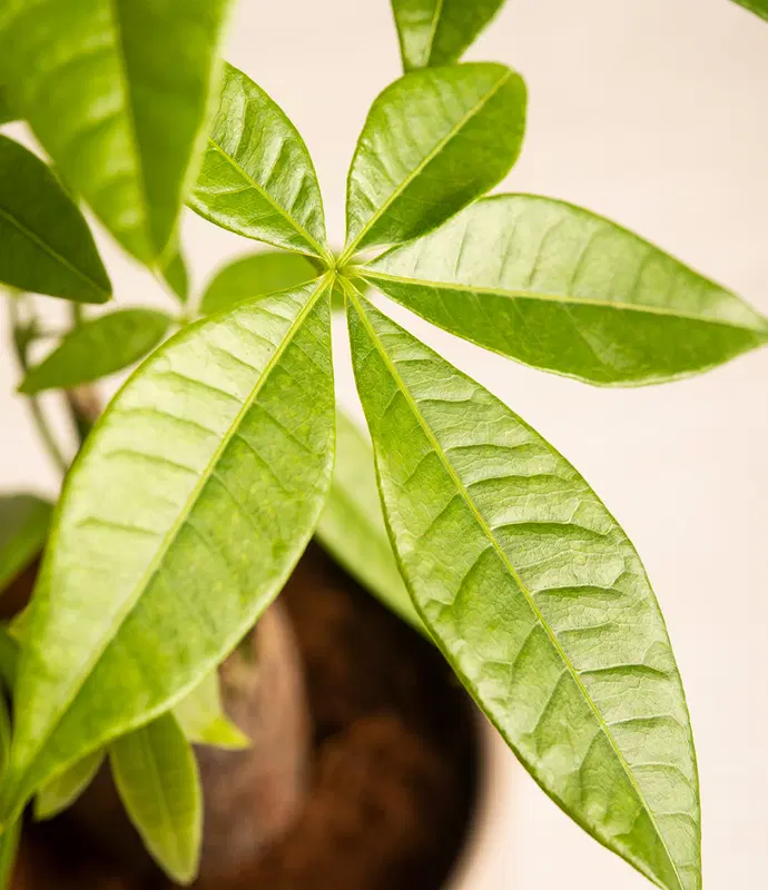 Small Money Tree in Self Watering Ceramic Potter
